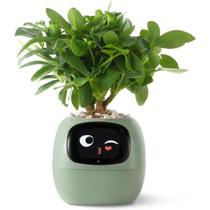 HappieRoots: Ivy Smart Planter